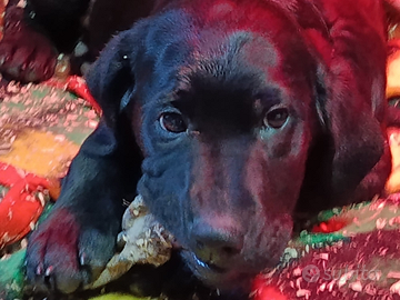 Cuccioli di labrador
