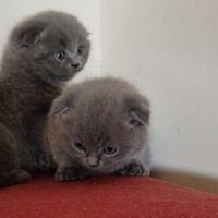 Cuccioli di gattini scottish straight e fold