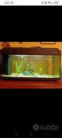 acquario 100 litri completo basta mettere l'acqua 