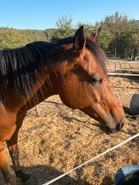 Cavallo