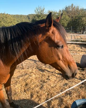 Cavallo