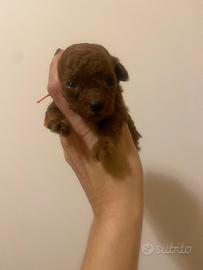 Barboncina mini toy red Brown