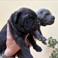 Cuccioli Cane Corso