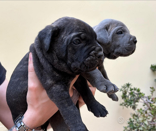 Cuccioli Cane Corso