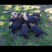 Cuccioli di labrador