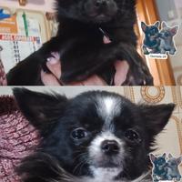 Chihuahua disponibili a rimborso spese