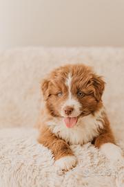 Cucciolo di Pastore Australiano