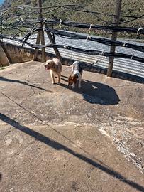 Cane beagle e spinone