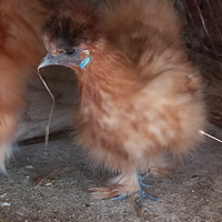 .Gallo moroseta rosso