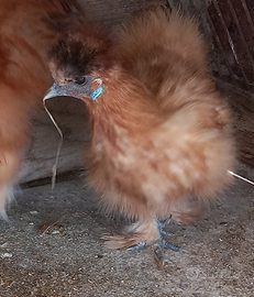 .Gallo moroseta rosso