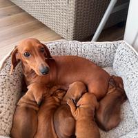 Disponibili cuccioli di Bassotto Tedesco fulvo