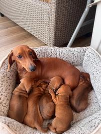 Disponibili cuccioli di Bassotto Tedesco fulvo