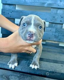American bully