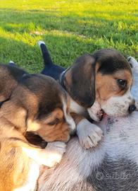 Beagle con pedigree Enci pagamenti rateizzati