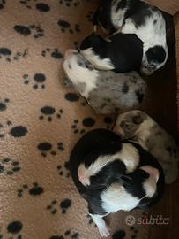 Cuccioli border collie