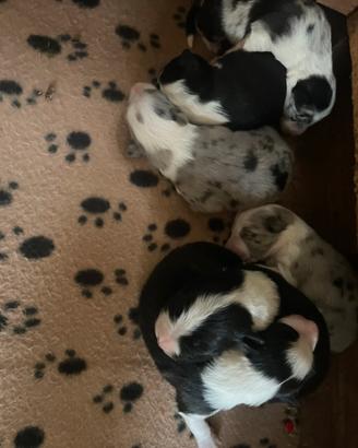 Cuccioli border collie