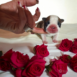 Bulldog Francese