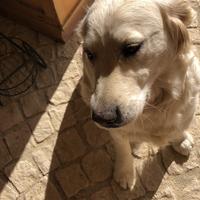 Golden retriever femmina disponibile per monta