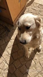 Golden retriever femmina disponibile per monta