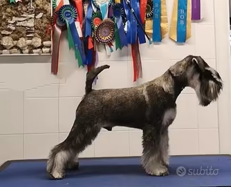 Schnauzer nano sale e pepe