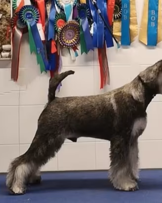 Schnauzer nano sale e pepe