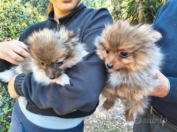 Cuccioli di Spitz