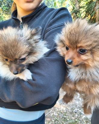 Cuccioli di Spitz