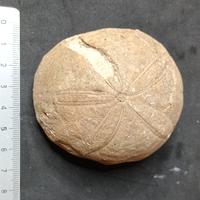 fossile stella marina provenienza Italia Veneto