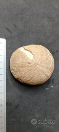 fossile stella marina provenienza Italia Veneto