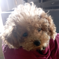 Ultimo maschietto barboncino Toy