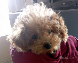 Ultimo maschietto barboncino Toy