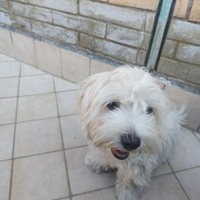 Cuccioli di Maltese - Maschio e Femmina, 5