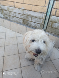 Cuccioli di Maltese - Maschio e Femmina, 5