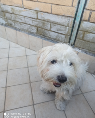 Cuccioli di Maltese - Maschio e Femmina, 5