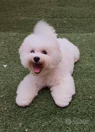 Bichon Frise maschio
