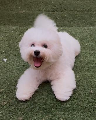 Bichon Frise maschio