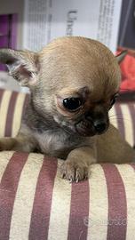 Chihuahua
