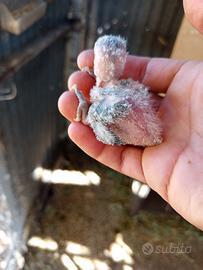 Pulli di inseparabili roseicollis
