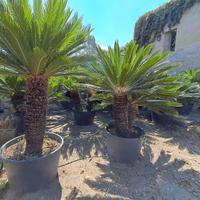 Cycas