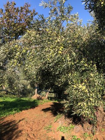 Azienda Agricola Olivicola