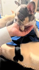 Cuccioli di bulldog francese husky choco