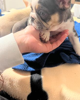 Cuccioli di bulldog francese husky choco