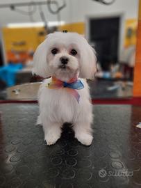 Vendita cucciolo maltese