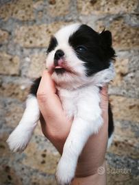 Chin - huahua maschietto