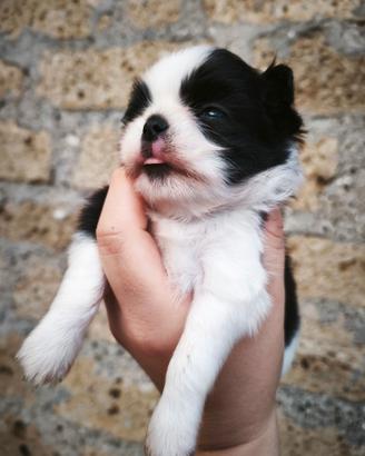 Chin - huahua maschietto