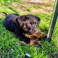 Rottweiler con pedigree ENCI