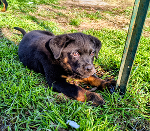 Rottweiler con pedigree ENCI