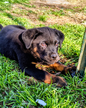 Rottweiler con pedigree ENCI