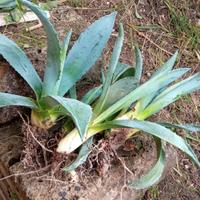 Agave