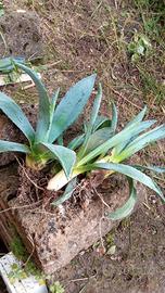 Agave